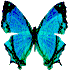 Image of butterfly1.gif