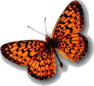 Image of butterfly3.gif