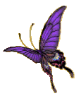 Image of butterfly6.gif