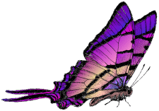Image of butterfly8.gif