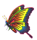 Image of butterfly_10(1).gif