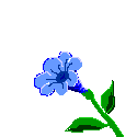Image of flower.gif